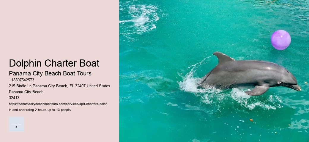 How To Swim With Dolphins