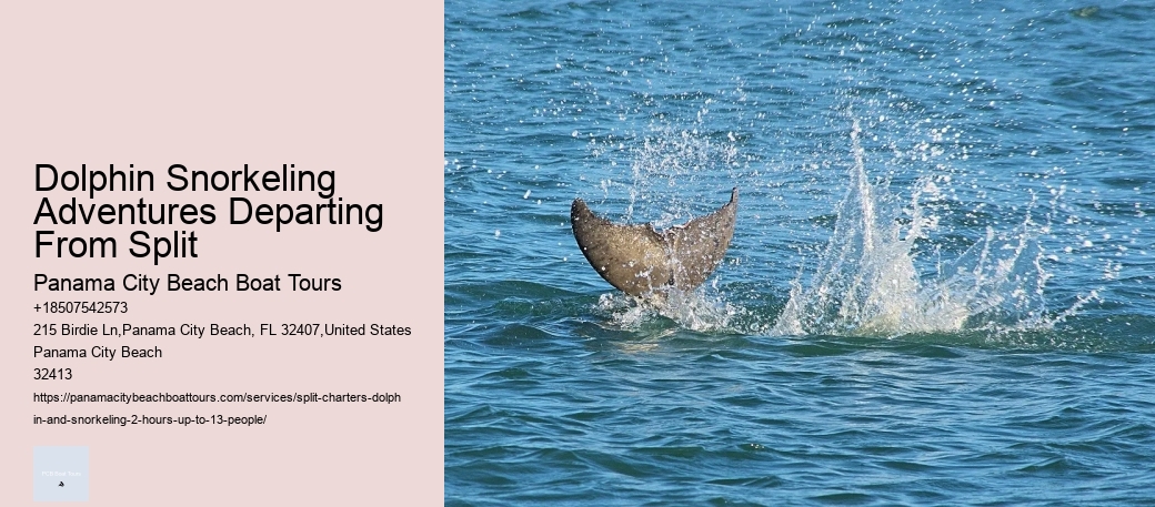Guidelines For Interaction With Wild Dolphins In Florida