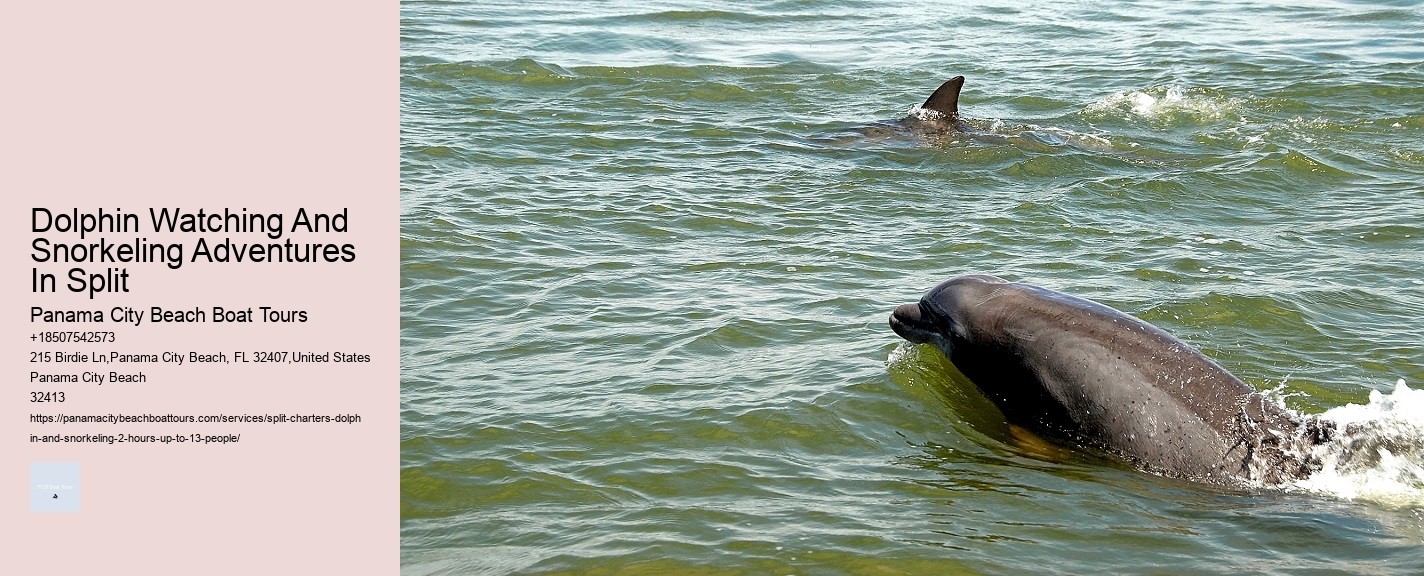 Dolphin Snorkeling Aruba